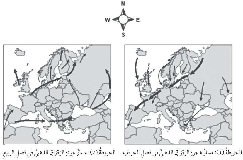 مسار هجرة طيور الزقزاق الذهبي مسار هجرة طيور الزقزاق الذهبي